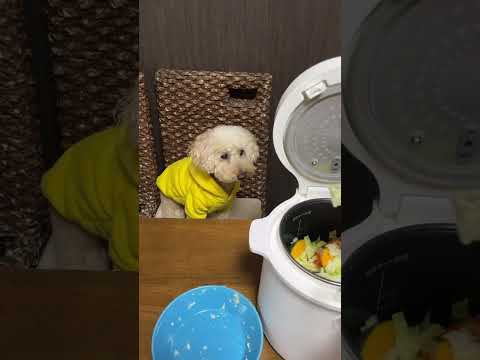 炊飯器で犬のごはん作り #dog #いぬ #shorts #炊飯 #炊飯器