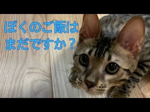 ご飯が待ち遠しすぎるベンガルの子猫