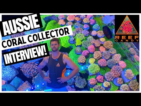 Interview with an Aussie Coral Collector - Reef Candy