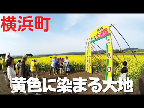 【青森の観光】 青森県横浜町 2023年 菜の花まつりを散策 迷路を抜けた先に広がる展望デッキからの絶景が素晴らしい【黄色い絨毯に感動！】