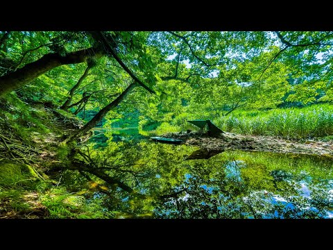 Solo camping in the forgotten forest