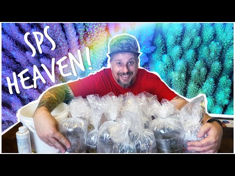 Huge Acropora Haul! Surprise Box of Monsoon Aquatics SPS Colonies!