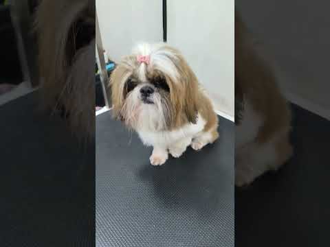 Little Putt Gaya🐕😻❤️🐶#pets #dog #dogshorts #doglover #puppy #shihtzu #grooming #hairstyle #haircut 😄