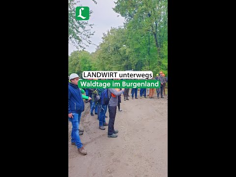 Waldtage im Burgenland 2024 | #shorts