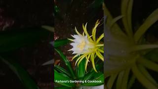 pitayas fruit flower Farhana's gardening channel drogon flower #gardeningchannel #gardening #nature