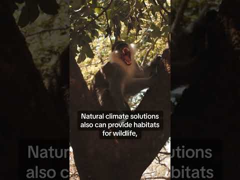 Nature is the Ultimate Climate Solution