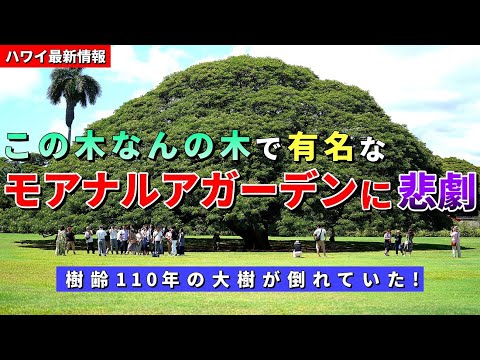 大木がまっぷたつ！マウイ島火災と同じ日..オアフ島でも強風による被害が出ていました...【ハワイ最新情報】【ハワイの今】【ハワイ旅行2023】【HAWAII】