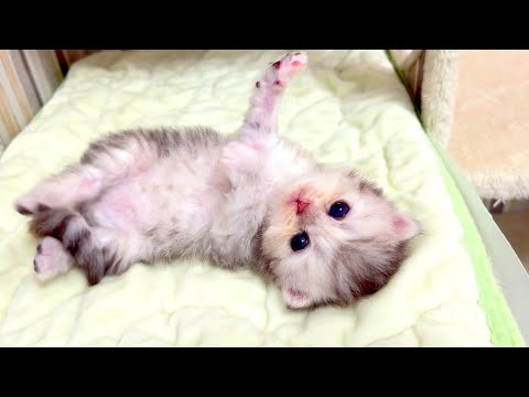 【マンチカンの子猫】開眼したばかりを記念撮影した件 ～猫のいる生活Vol.1045～出産動画 マンチカン短足・ミヌエット・ペルシャ猫専門ブリーダー『ペット蔵人』【子猫の成長記録】