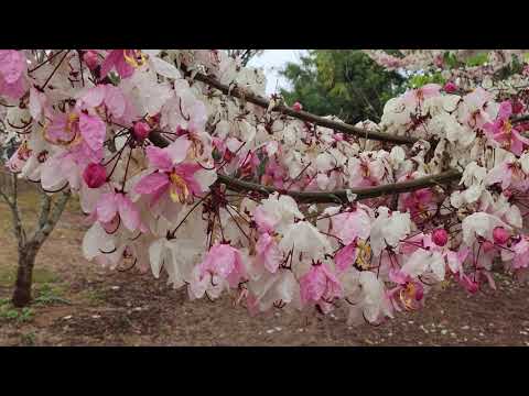 南投賞花新秘境！最美花旗木在暨南大學盛開中... (4K)