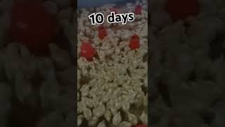 #youtube #chicken #poultrydays #chickenfarming #youtubeshorts #poultryfarming #farming #10days