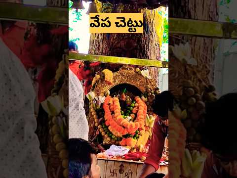 మురారి దుర్గ అమ్మవారి ఆలయం🙏 || వేప చెట్టుయే అమ్మవారు, అమ్మవారే వేప చెట్టు😊 #mirari #viralshort