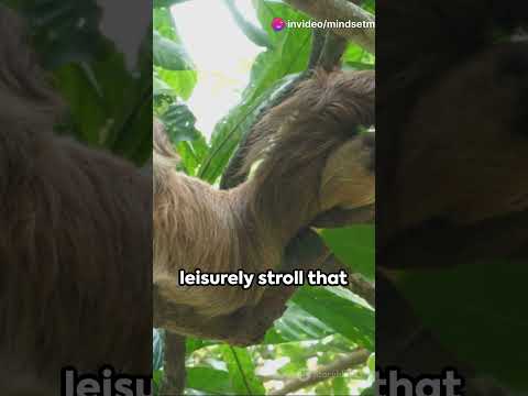 Sloths: Sloths are incredibly slow #shorts