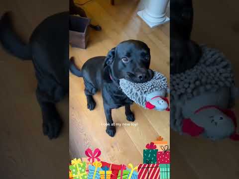 Christmas present compilation #funnydogs  #shortsfeed #Christmas