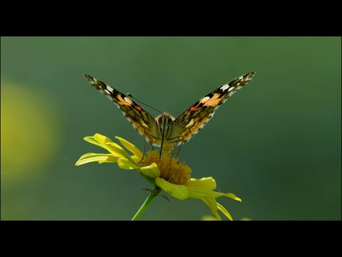 Wonderful video of Asian flora and landscapes without advertising for televisions on display.