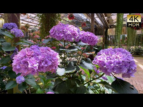 【4K Hydrangeas 】Hydrangeas native to Japan,These are the colors of Japan. これぞ日本の色　#4khdr