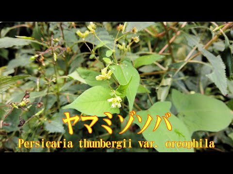 山野草・秋編#98　ヤマミゾソバ（山溝蕎麦）