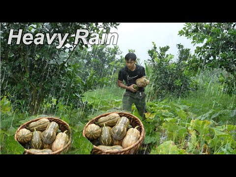 Unprecedented heavy rain, pumpkin harvest go market sell. 3 year living in the forest