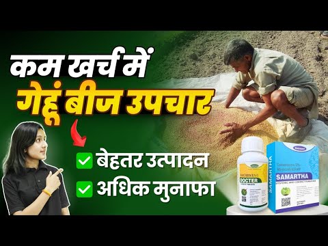 गेहूं में बीज उपचार की विधि | Wheat Seed Treatment | गेहूं में बीज उपचारण कैसे करें | gehu ki kheti