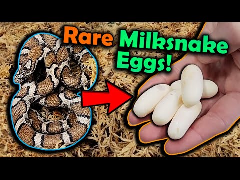 Our Eastern Milksnake Laid Eggs!!