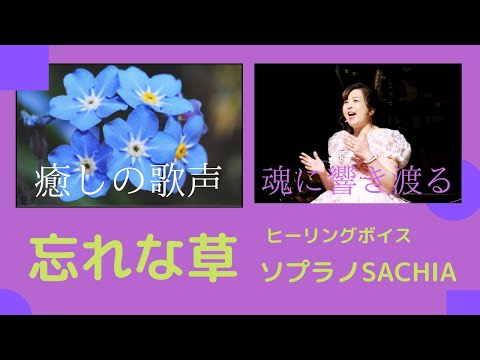 【癒しの歌声】忘れな草　魂に響き渡る　聴くだけで元気を取り戻す　歌があなたを救う　ソプラノ歌手　ヒーリングボイス　SACHIA さちあ