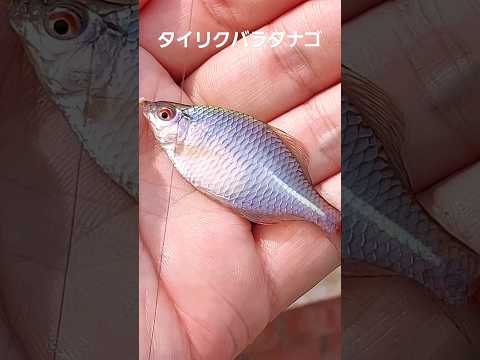 タイリクバラタナゴ釣れた！