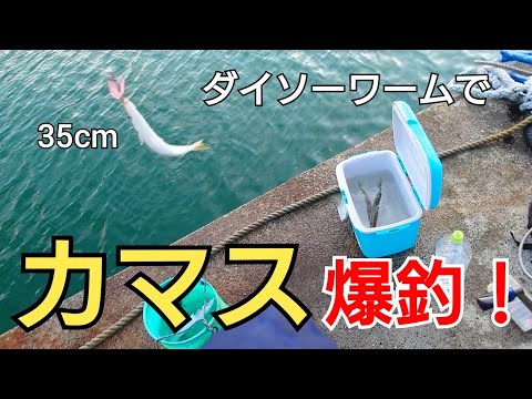 カマス釣りにはこのルアー！ダイソーワームを投げたらカマスが釣れすぎた！35cmの大型カマスも！