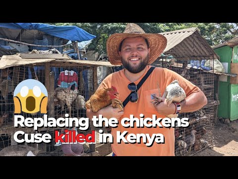 Buying A Replacement Chicken in Kenya 🇰🇪 | Dalmatian kills Chicken!