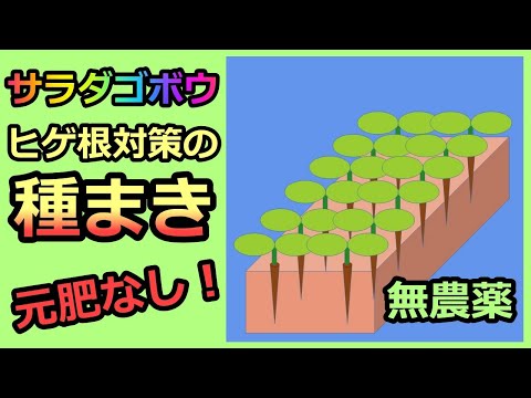 【楽々】サラダゴボウ① ヒゲ根対策の種まき 元肥なし 無農薬 半自給自足