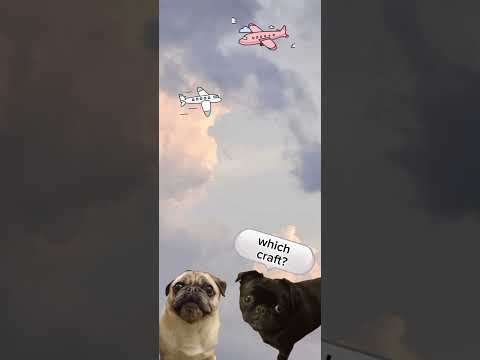 hilarious pugs funny dad jokes inquisitive pugs silly funny response cute dogs