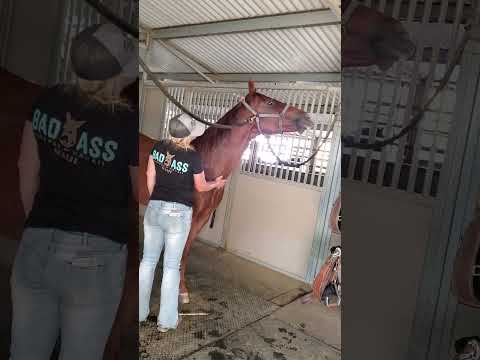 Horse Video   TR 7