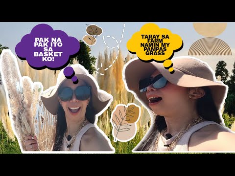 NADISCOVER KO "PAMPAS GRASS" INTO OUR FARM || GANITO PALA PAGTUBO NIYA|| JANICE MILLIS #pampasgrass