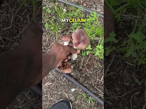 Outdoor Mushroom Growing Made Easy Part 2