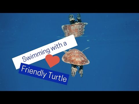 Swimming with a friendly turtle