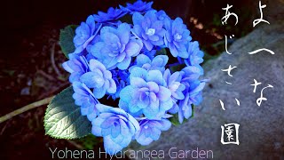 【癒しお出かけ動画】よへなあじさい園～Yohena Hydrangea Garden:Okinawa,japan