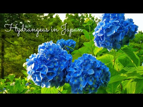 How Popular are Hydrangeas in Japan? 💮🎴🌸