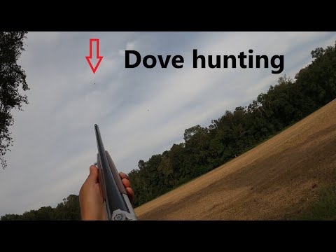 Dove hunting 2020 round 2!!!