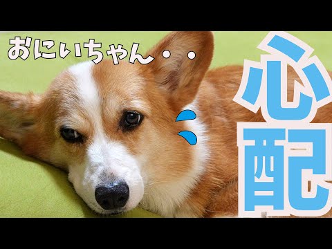 病気の長男を心配してくれる愛犬が優しい