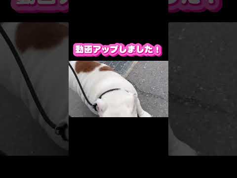 動画アップしました！🩷👍　お散歩の様子や子犬ちゃんの成長動画をお見せします！