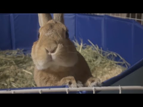 When the rabbit is found out to be out at night, he tries to get over it by being overly friendly...