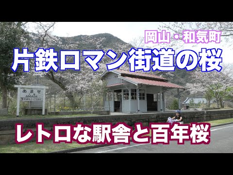 岡山・和気町　片鉄ロマン街道の桜が見ごろ　ノスタルジーな鉄道跡の風景です（映像ジャーナリスト　宮﨑　賢）