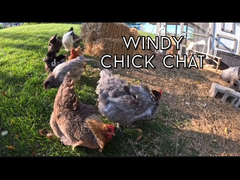 Windy Chick Chat with the Fluff Nuggets