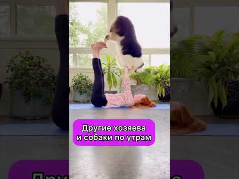 ДРУГИЕ ХОЗЯЕВА СОБАК ПО УТРАМ & МЫ С ЛУНОЙ