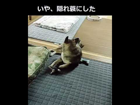 何にでも隠れる猫