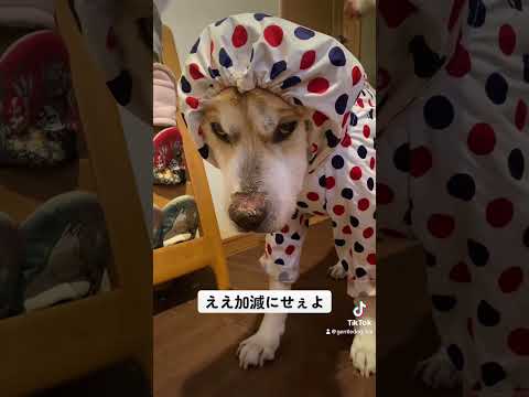 怒るときは怒るよ。#保護犬を家族に #犬用カッパ#rescuedog #保護犬と暮らす #シニア犬