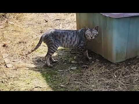 猫親父（仮称）が猫を手懐けてみた二回目