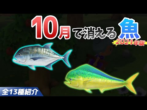 【あつ森】10月で消える魚を全て紹介！魚影や出現時間・条件・値段・釣り方のコツも徹底解説！シイラやロウニンアジなどレア魚を効率よく釣る方法【あつまれどうぶつの森　10月魚図鑑コンプリート】