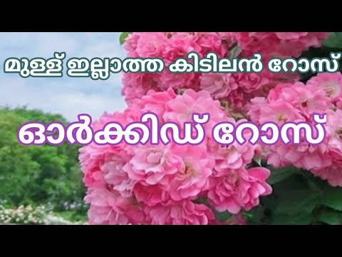 orchid Rose 🌹 മുള്ള് ഇല്ലാ റോസ്  ഓർക്കിഡ് റോസ് 🌹🌹🌹🌹🌹