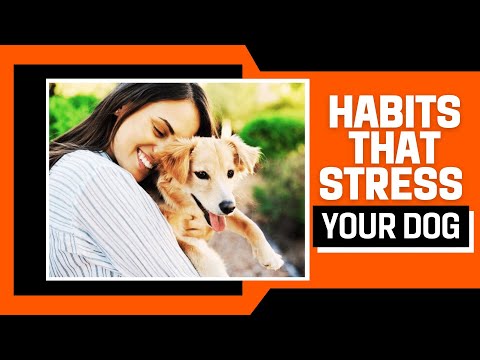 Common Habits That Make Your Dog Uncomfortable