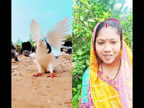 New Kabootar stunt video 👍👍👍#birdslover #shortvideo #kabootarlovers #love you songs