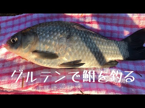 グルテンでフナを釣る